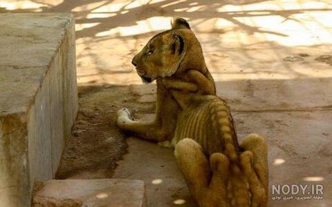 عکس خنده دار حیوانات با لباس عکس خنده دار حیوانات با لباس