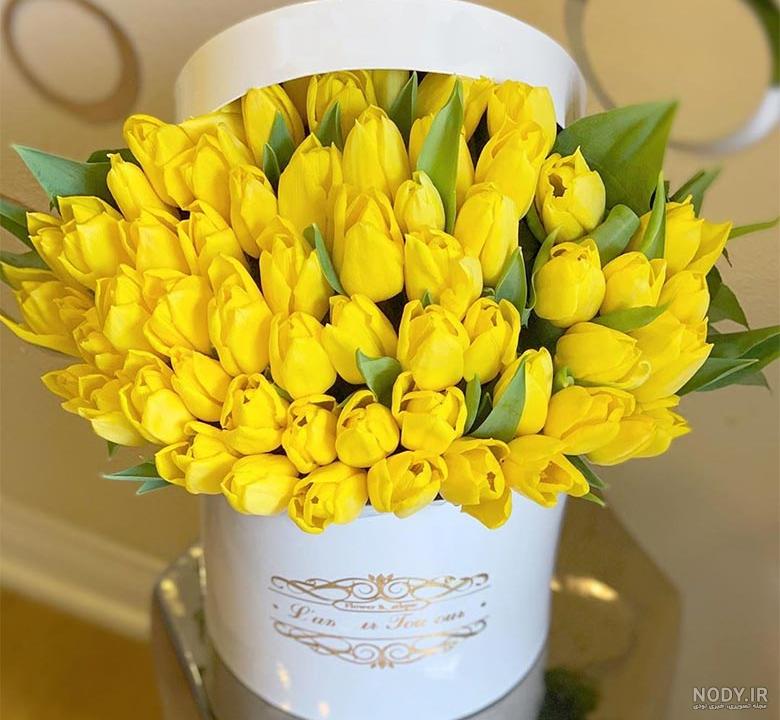 عکس دشت گل نرگس عکس دشت گل نرگس