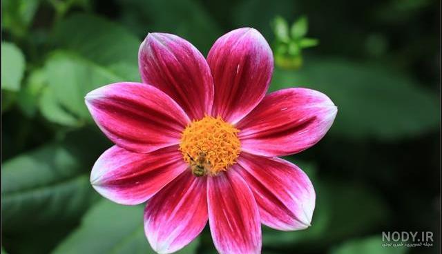 عکس ساده گلبهی
