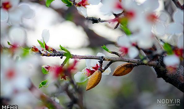 عکس شکوفه های بهاری با کیفیت بالا