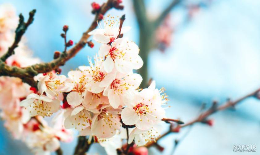 عکس شکوفه های بهاری نقاشی