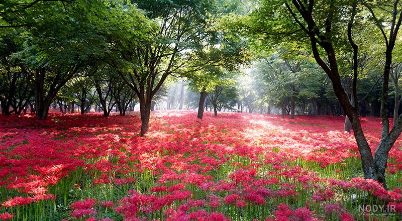 عکس طبیعت کره جنوبی