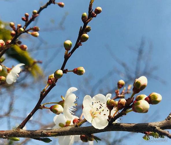 عکس غنچه های بهاری