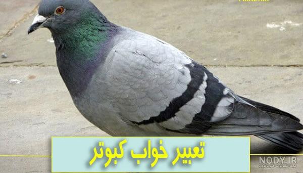 عکس کفتر برای پروفایل