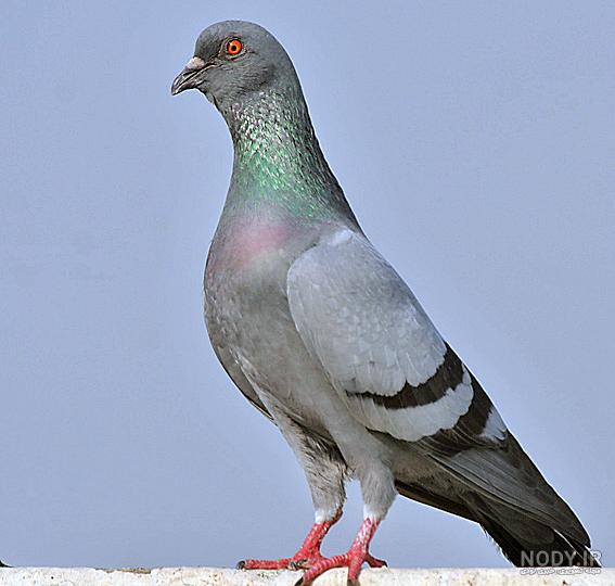 عکس کفتر دم سیاه