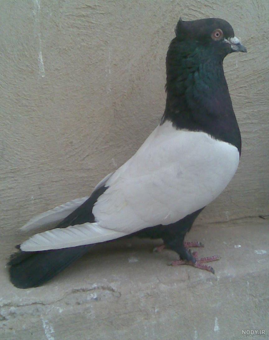 عکس کفتر زیبا