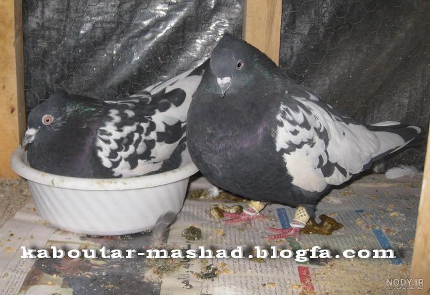 عکس کفتر ساده سیاه