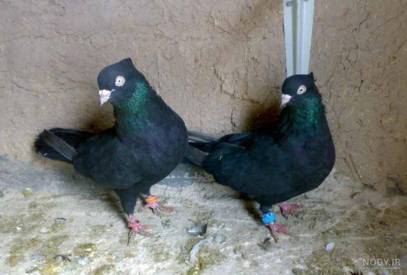عکس کفتر سیاه پشت