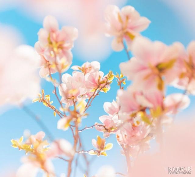عکس کلبه بهاری