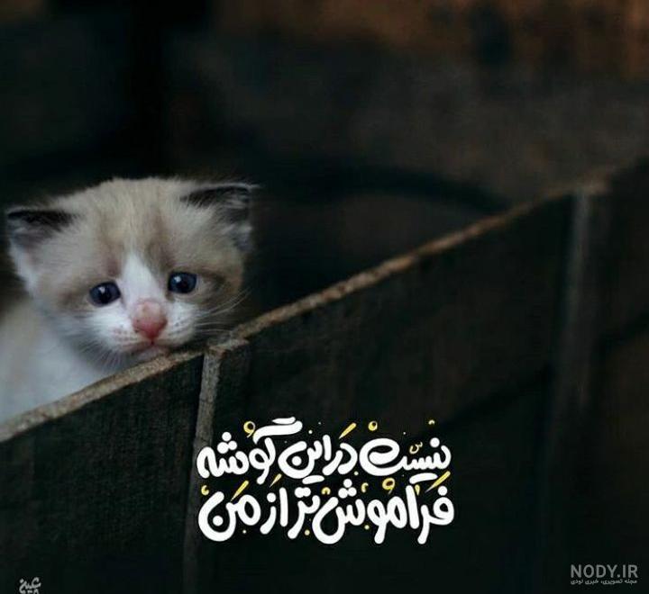 عکس گربه غمگین برای پروفایل