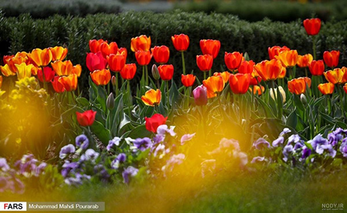 عکس گل لاله قرمز نقاشی