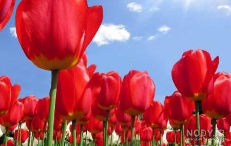 عکس گل لاله واژگون کریستالی