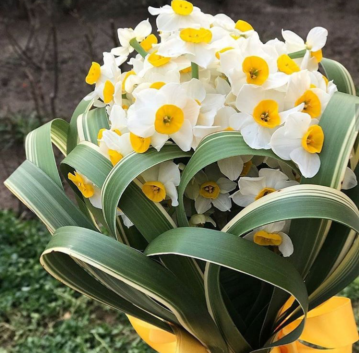 عکس گل نرگس در برف عکس گل نرگس در برف