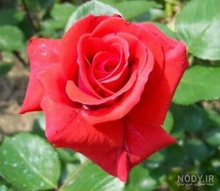 عکس گل های زیبای جهان