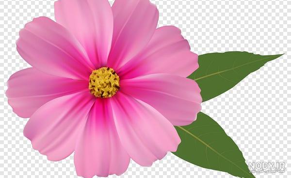 عکس گل های زیبای جهان برای پروفایل