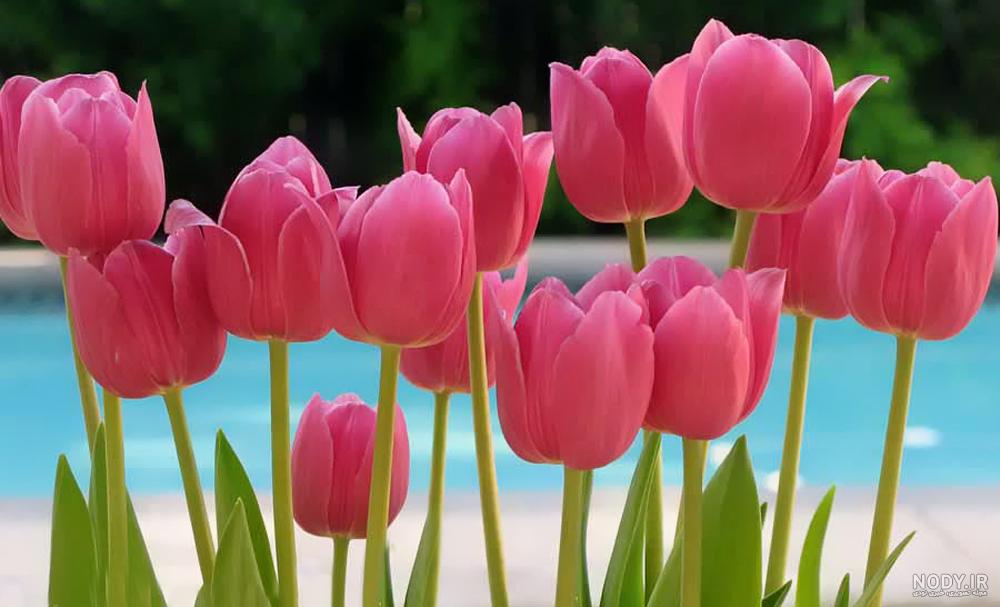 عکس گلهای لاله رنگارنگ