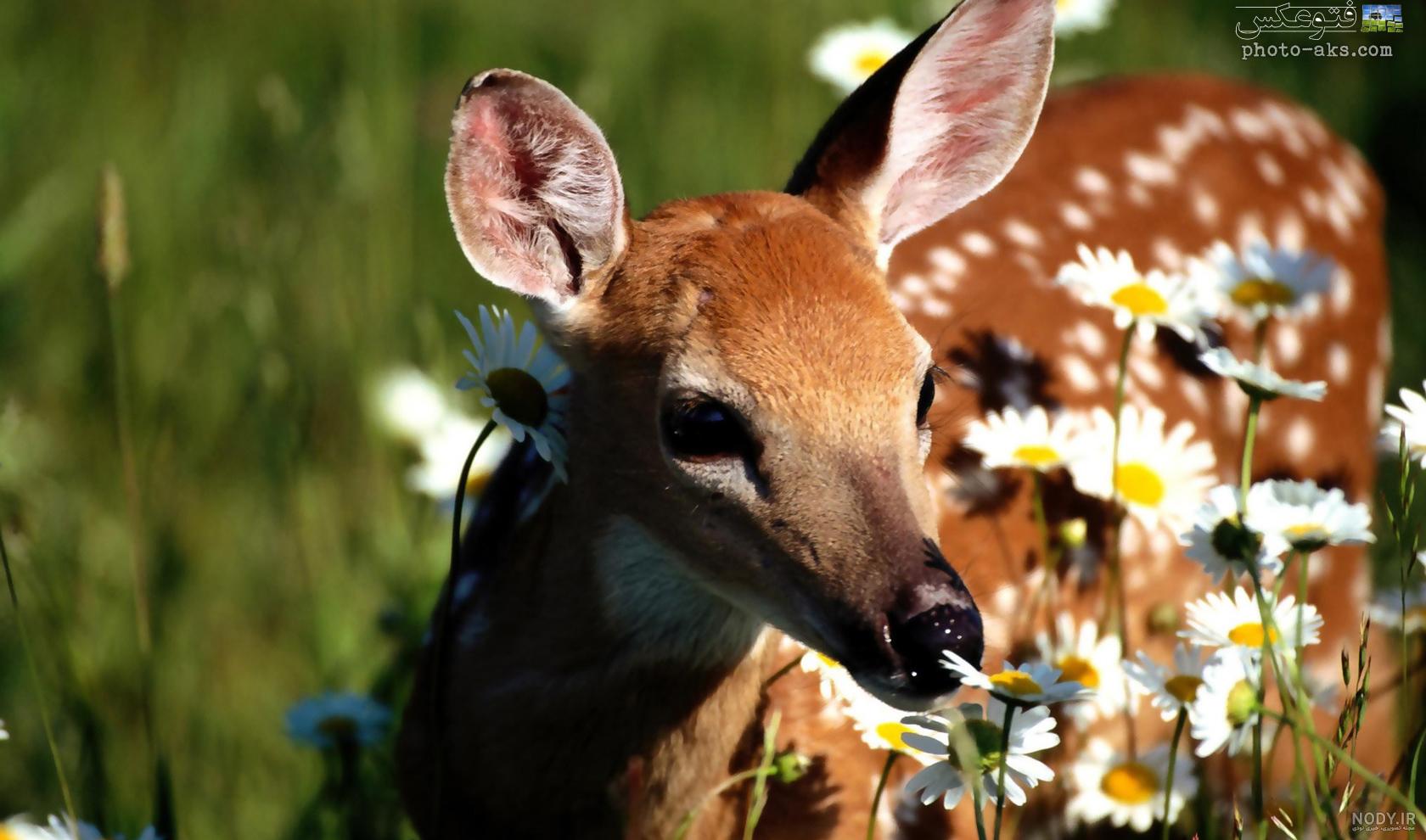عکس گوزن شمالی
