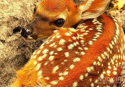عکس گوزن ماده