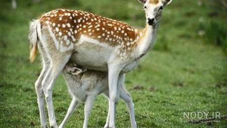 عکس گوزن نر و ماده