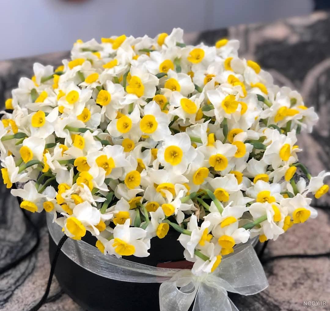 عکس یه سبد گل نرگس عکس یه سبد گل نرگس