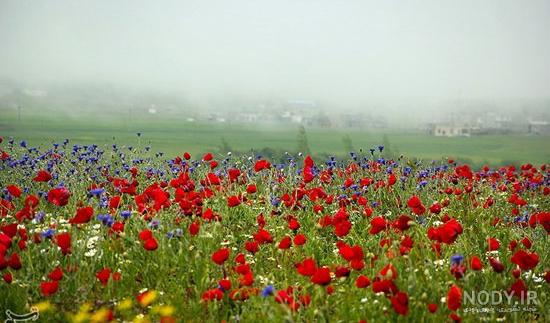 همگردی اردبیل همگردی اردبیل