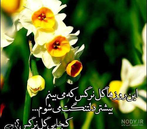 شعر در مورد گل نرگس و امام زمان شعر در مورد گل نرگس و امام زمان