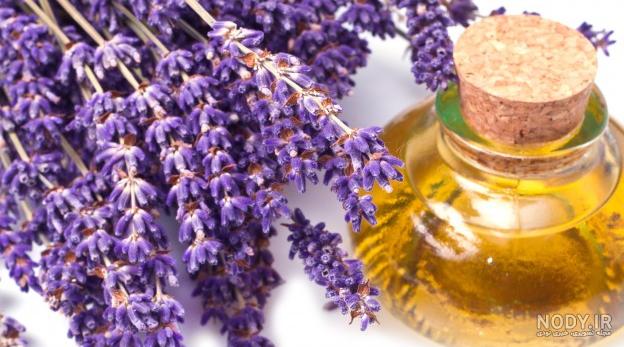 اسطوخودوس چیست اسطوخودوس چیست