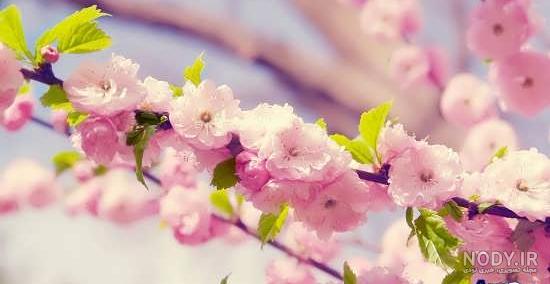 تصاویر بهاری جدید تصاویر بهاری جدید