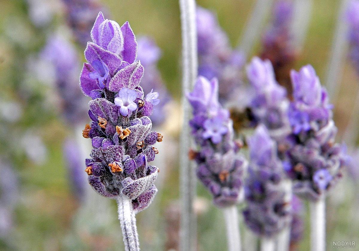 خواص اسطوخودوس برای سرماخوردگی خواص اسطوخودوس برای سرماخوردگی