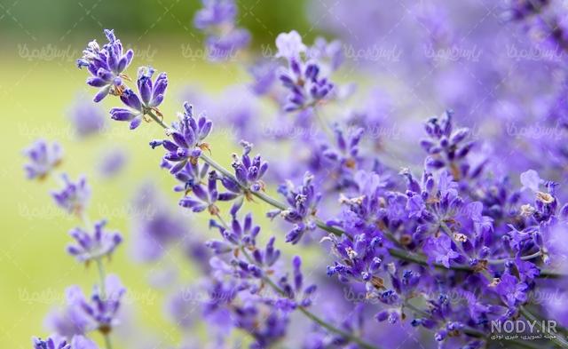خواص اسطوخودوس برای مغز خواص اسطوخودوس برای مغز
