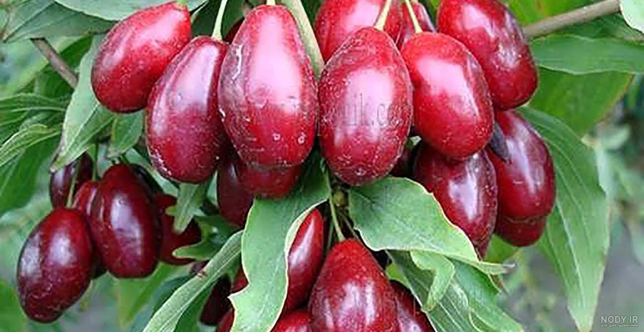 خوردن نخود در سه ماه اول بارداری