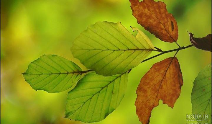 دانلود زیباترین عکسهای طبیعت