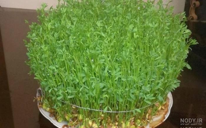 دانلود عکس سبزه عید نوروز