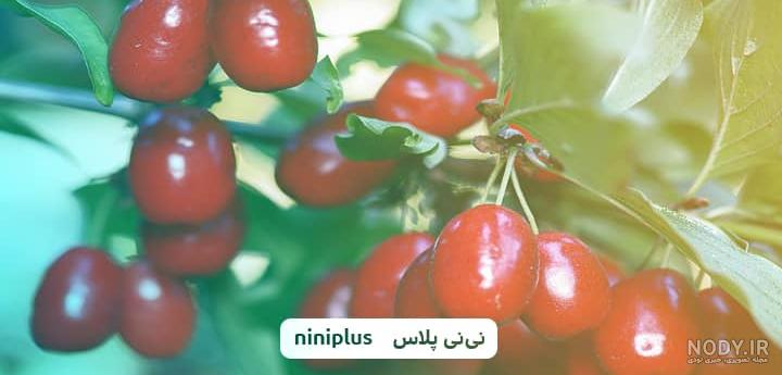 زغال اخته در اوایل بارداری نی نی سایت