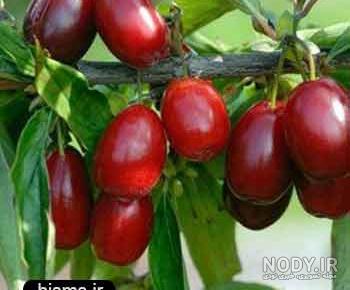 زغال اخته و دیابت بارداری