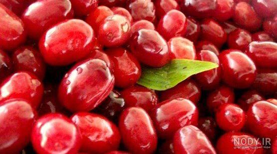 شربت آلبالو در بارداری نی نی سایت