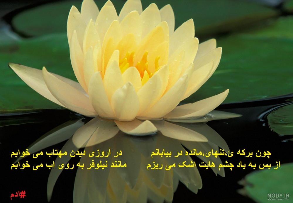 شعر نیلوفر مولانا شعر نیلوفر مولانا