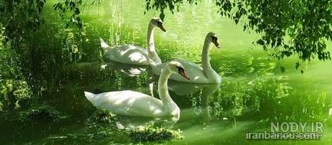 عکس از طبیعت زیبا عکس از طبیعت زیبا