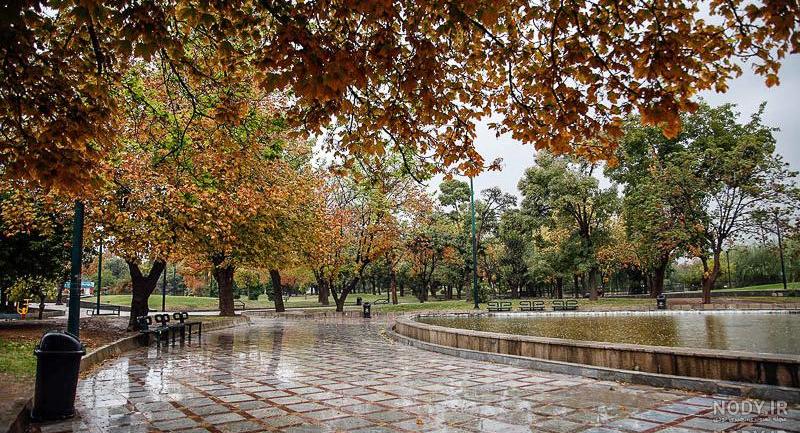 عکس بارش باران در جنگل