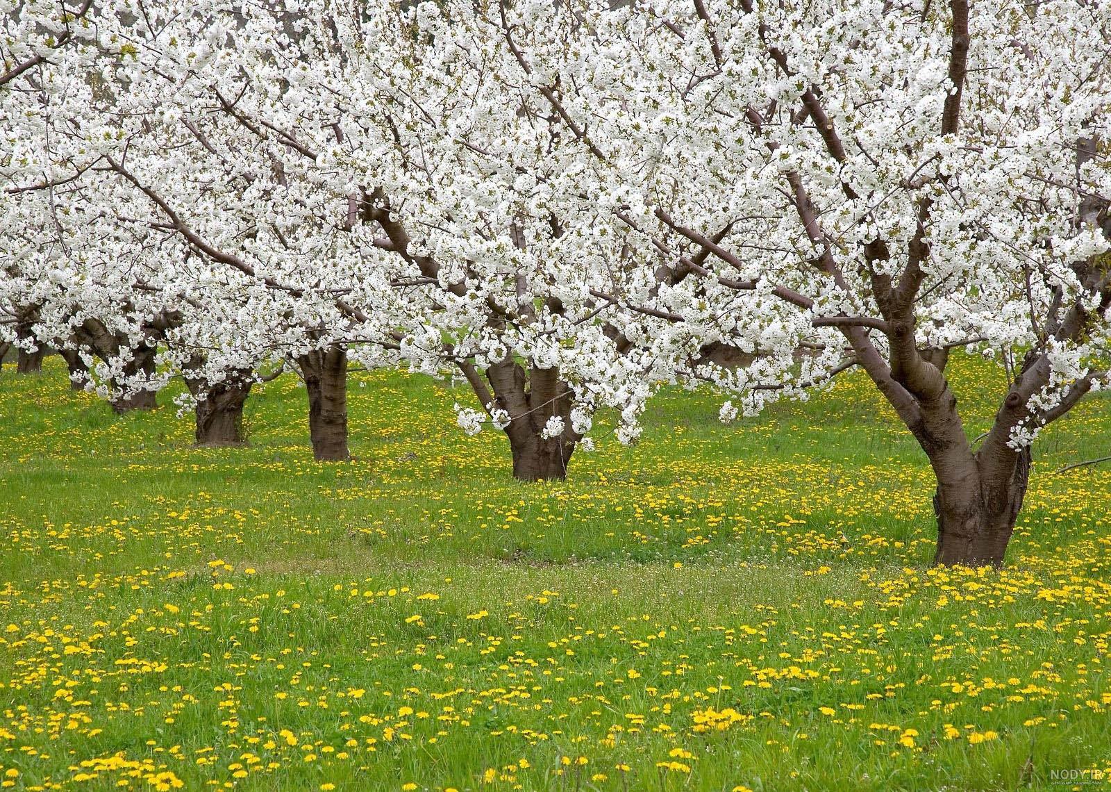 عکس بهار طبیعت