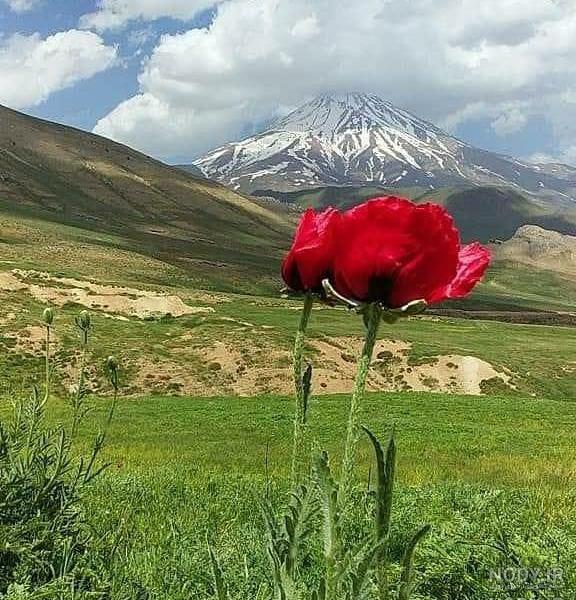 عکس بهاری زیبا عکس بهاری زیبا