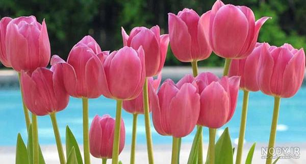عکس دسته گلهای بسیار زیبا عکس دسته گلهای بسیار زیبا
