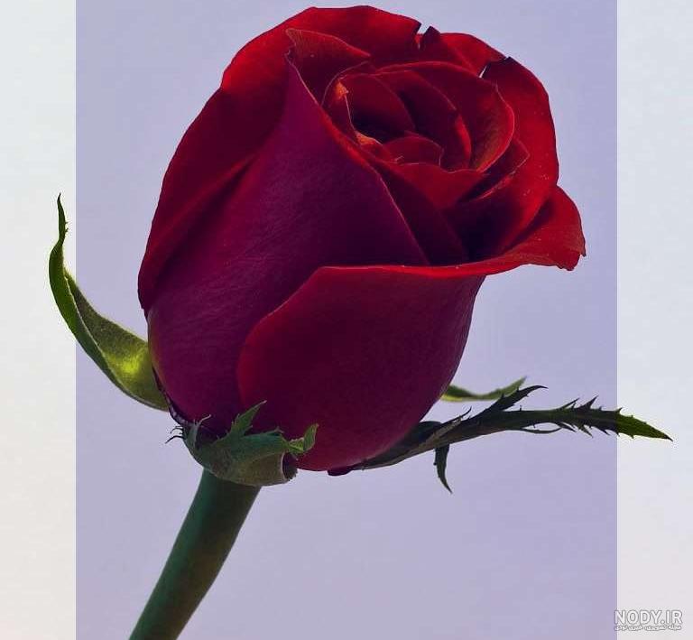 عکس سبد گل رز قرمز