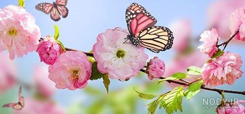 عکس طبیعت بهاری با کیفیت بالا