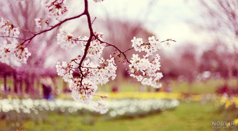 عکس طبیعت رویایی زیبا
