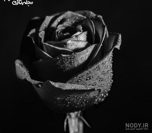 عکس گل سیاه و سفید برای پروفایل