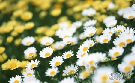 عکس گل های زیبای جهان عکس گل های زیبای جهان