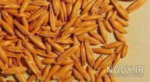 عکس گندم پوست کنده و جو پوست کنده