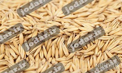 فرق گندم و جو نی نی سایت