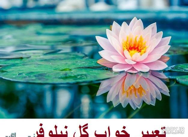 متن عاشقانه برای اسم نیلوفر متن عاشقانه برای اسم نیلوفر